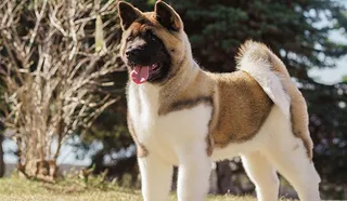 Akita