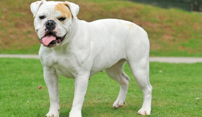 American Bulldog