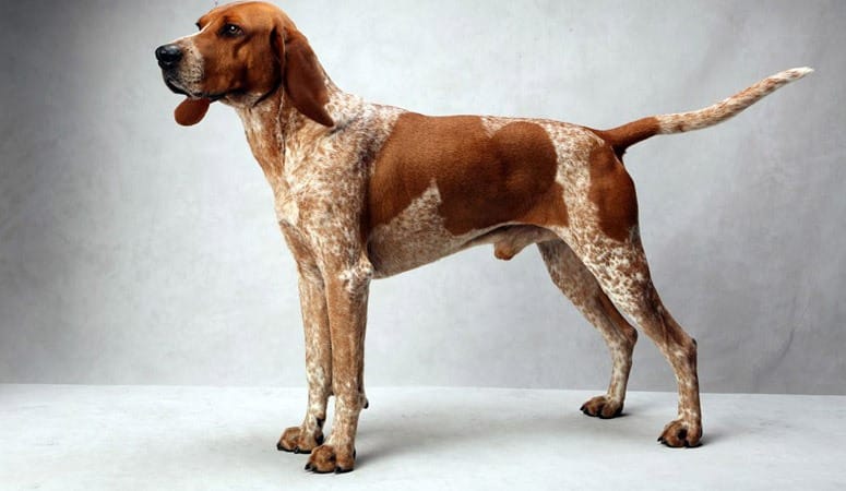 American English Coonhound