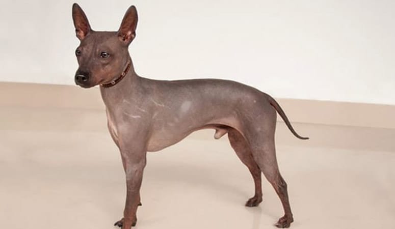 American Hairless Terrier