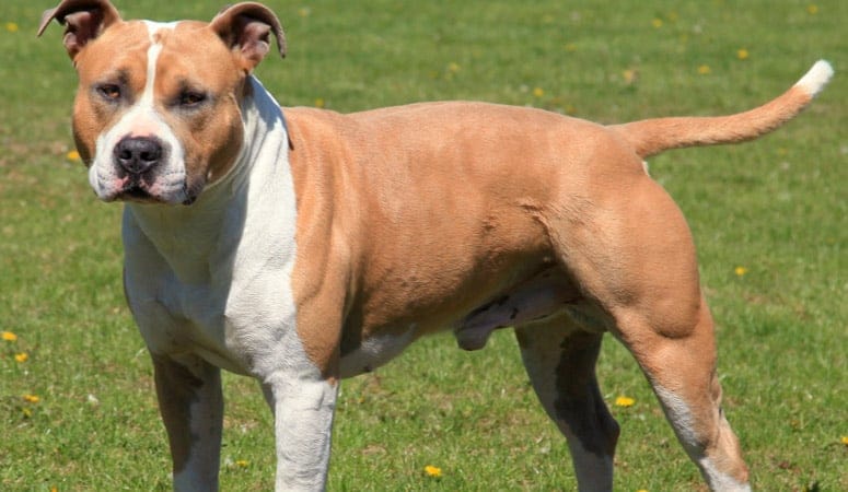 American Staffordshire Terrier