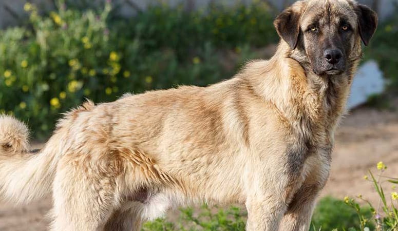 Anatolian Shepherd Dog