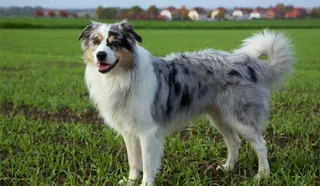 Australian Shepherd