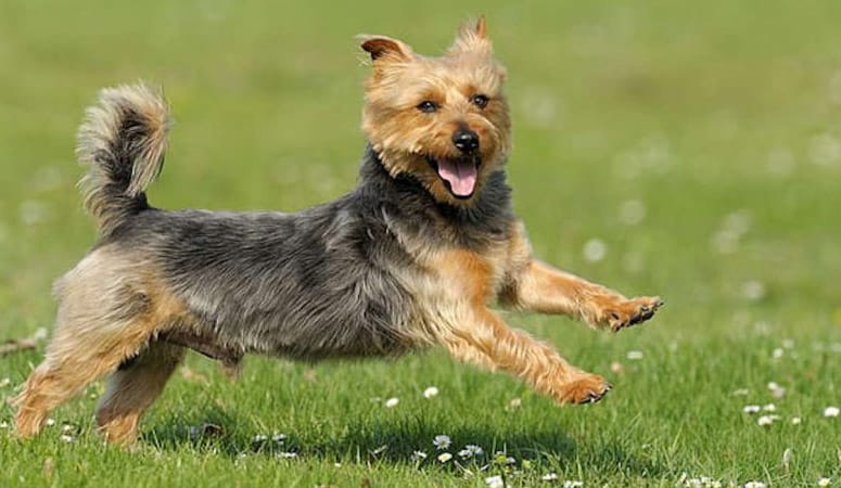Australian Terrier