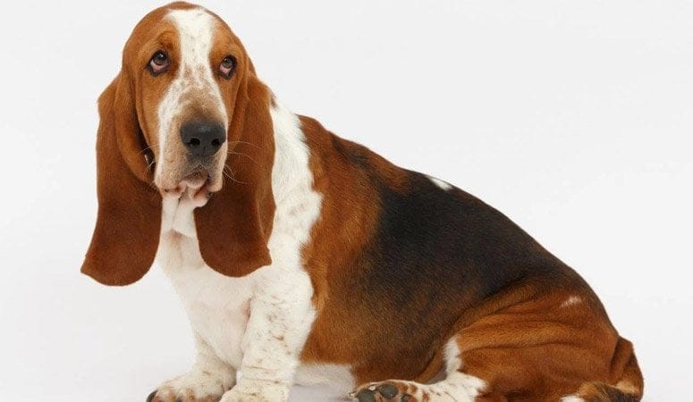 Basset Hound
