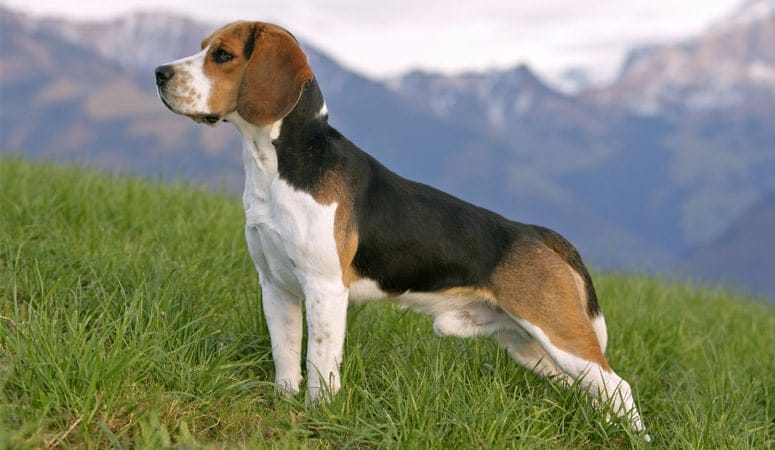 Beagle