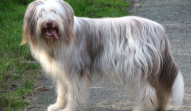 Bearded Collie