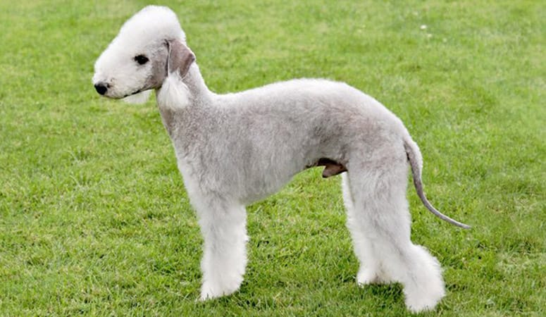 Bedlington Terrier