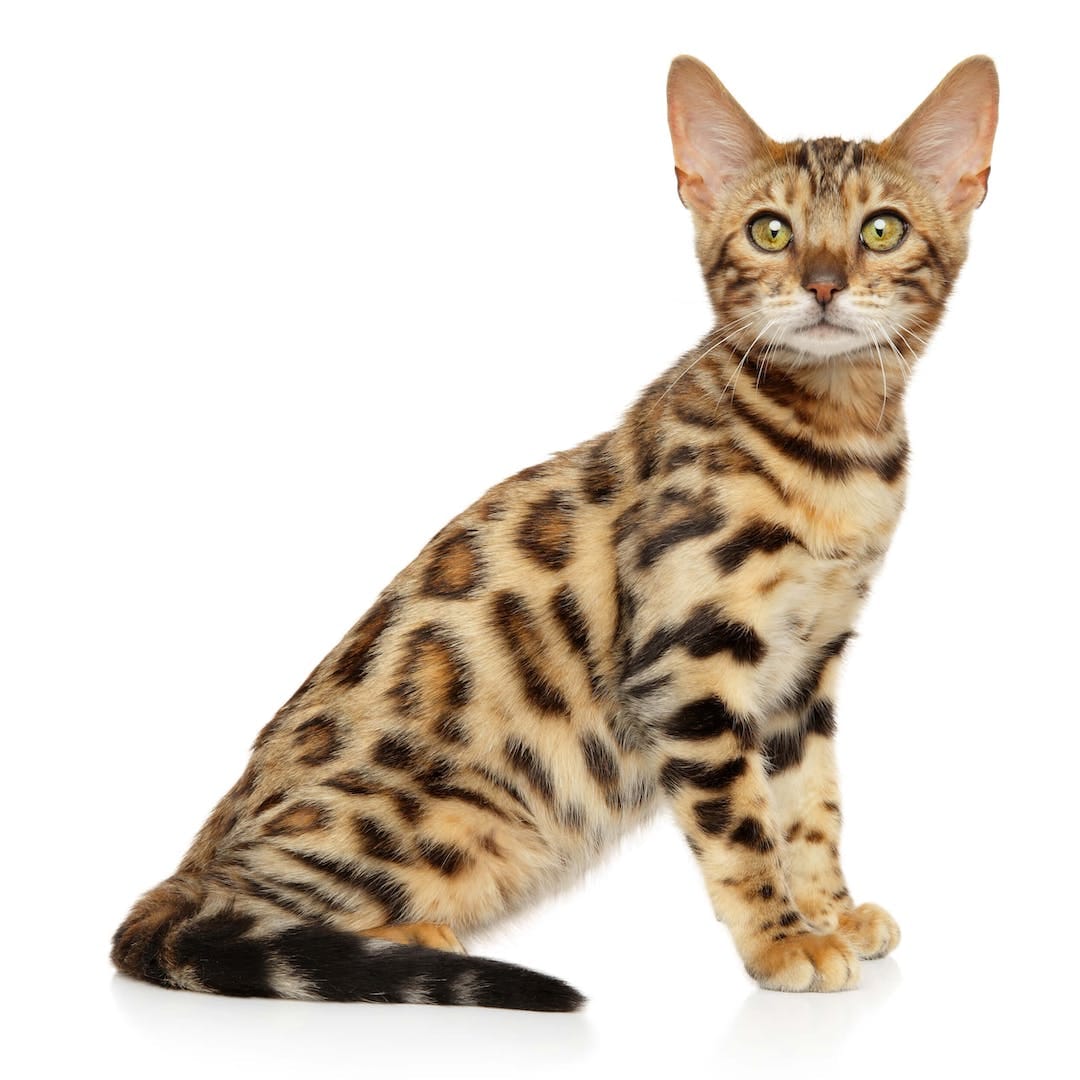 Bengal