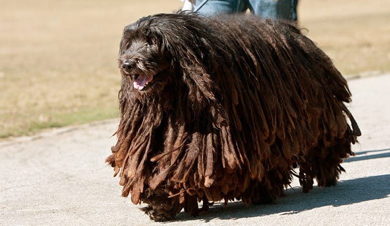 Bergamasco Sheepdog