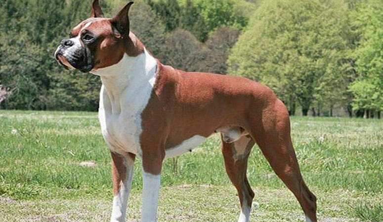 Boxer