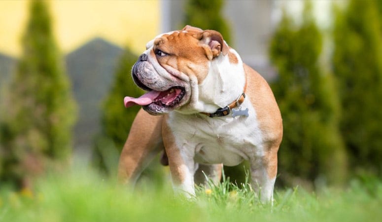 Bulldog
