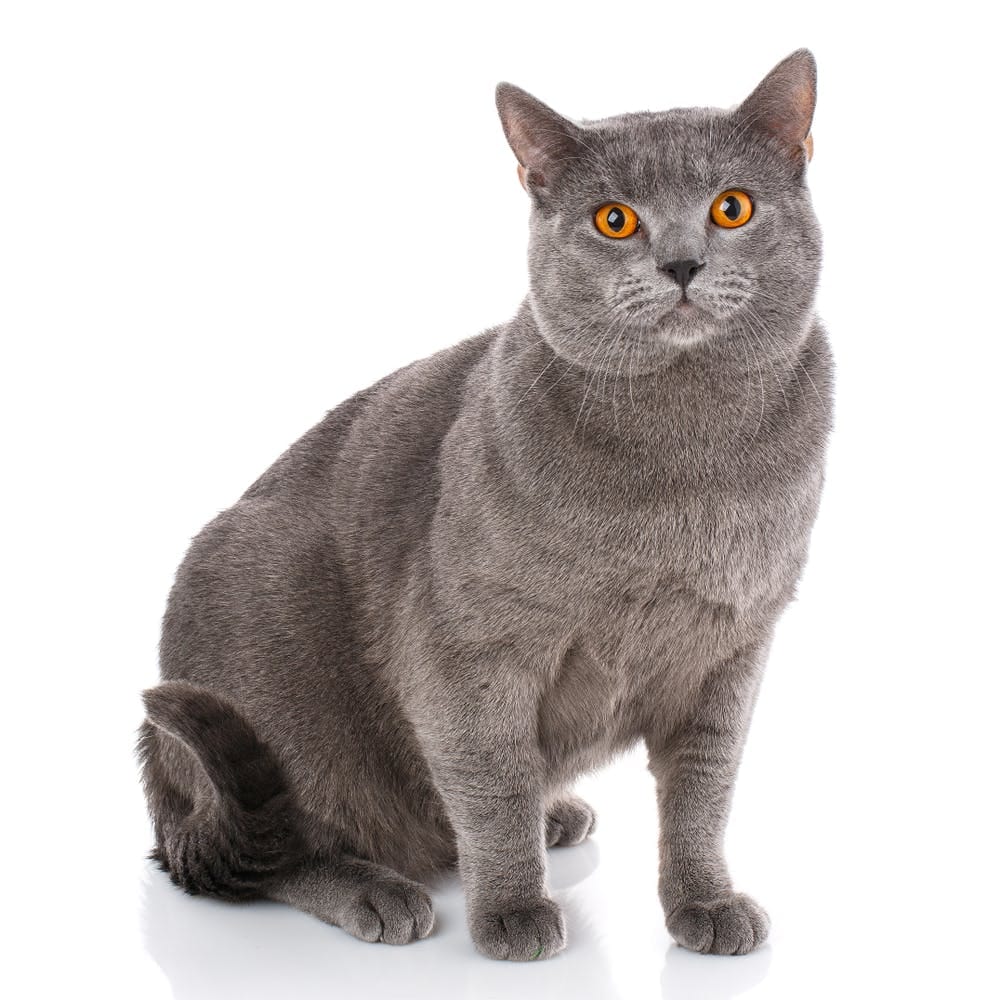 Chartreux