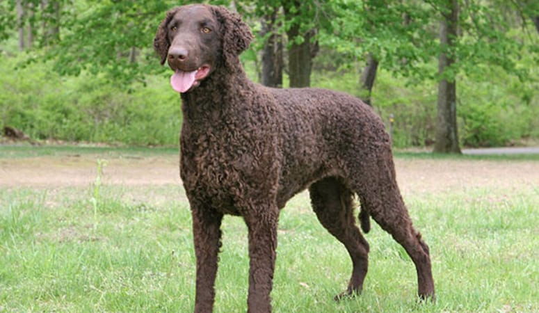 Curly-Coated Retriever
