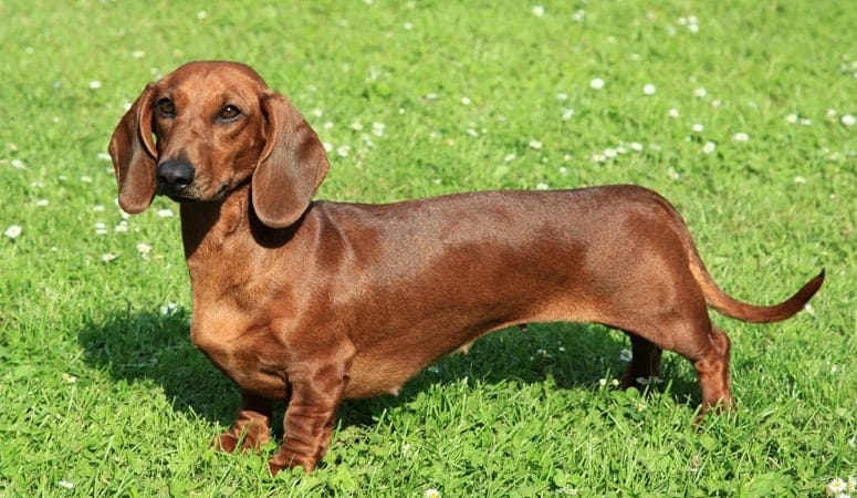 Dachshund