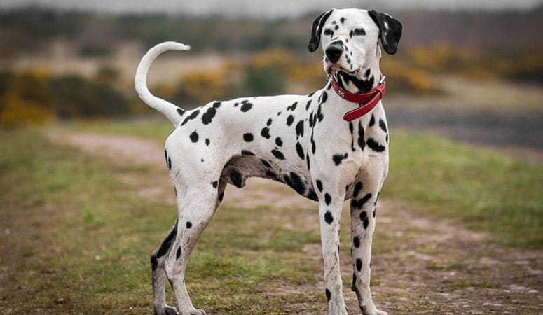 Dalmatian