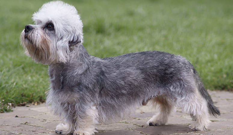 Dandie Dinmont Terrier