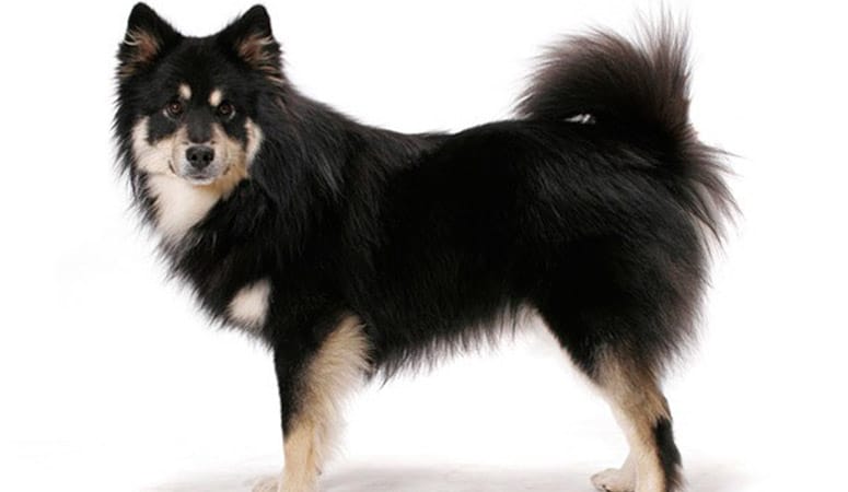 Finnish Lapphund