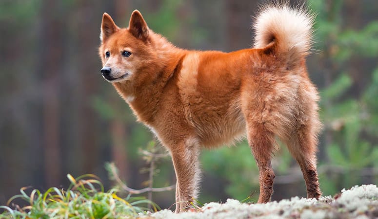 Finnish Spitz