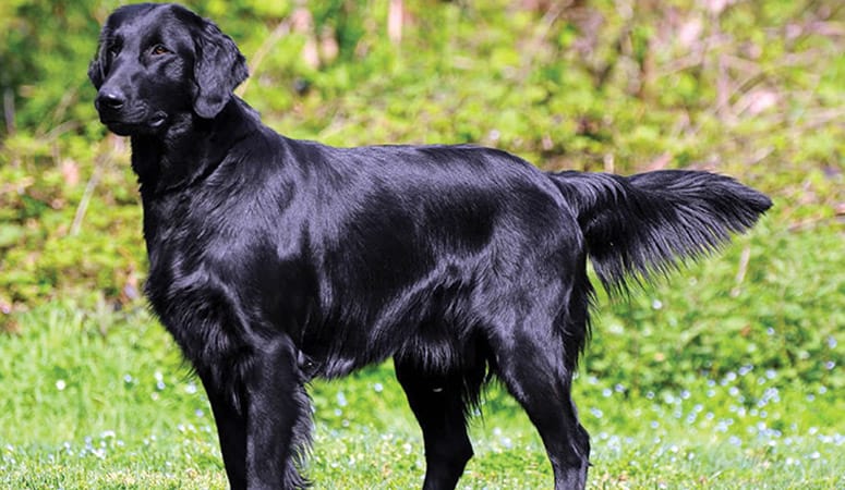Flat-Coated Retriever