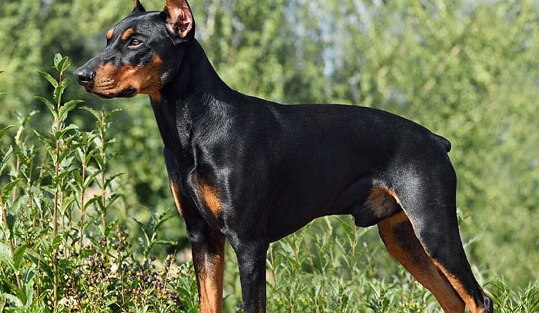 German Pinscher