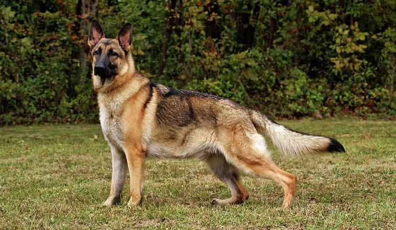 German Shepherd Dog