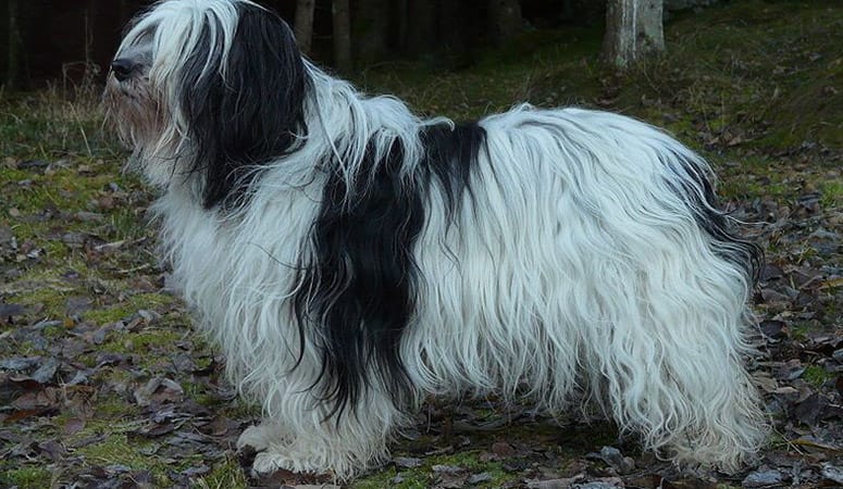 Polish Lowland Sheepdog