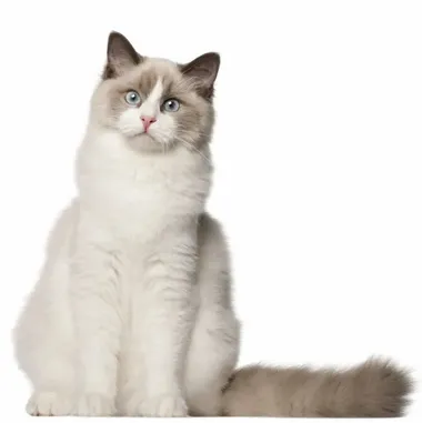 Fat Ragdool Ragdoll Profile - Find Paw Pal