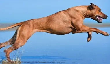 Rogation Ridgeback Rhodesian Ridgeback Profile - Find Paw Pal