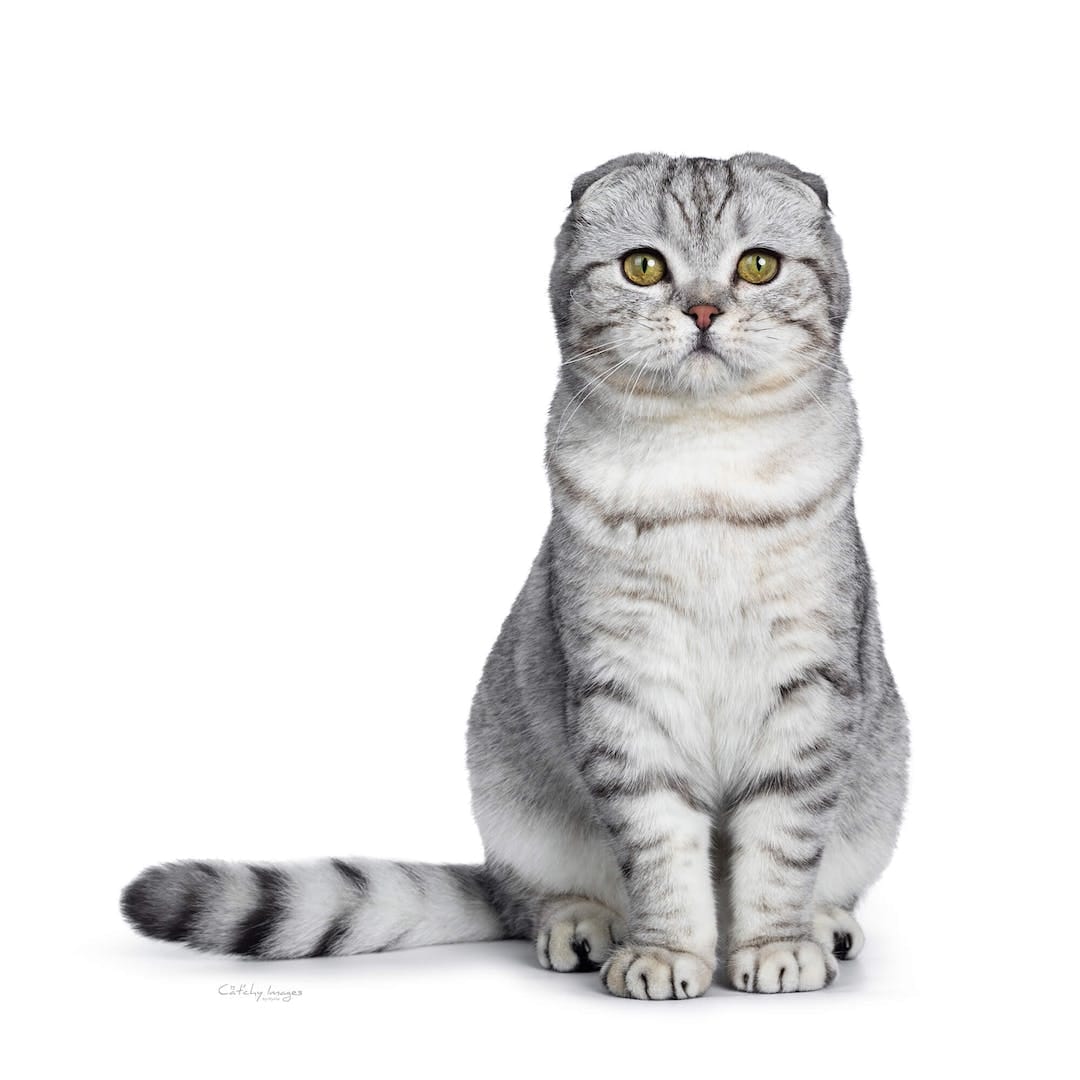 Scottish Fold (Highland Fold)