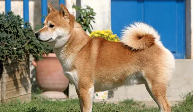 Simpa Inu Shiba Inu Profile - Find Paw Pal