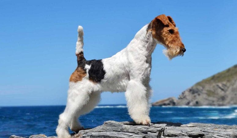 Wire Fox Terrier