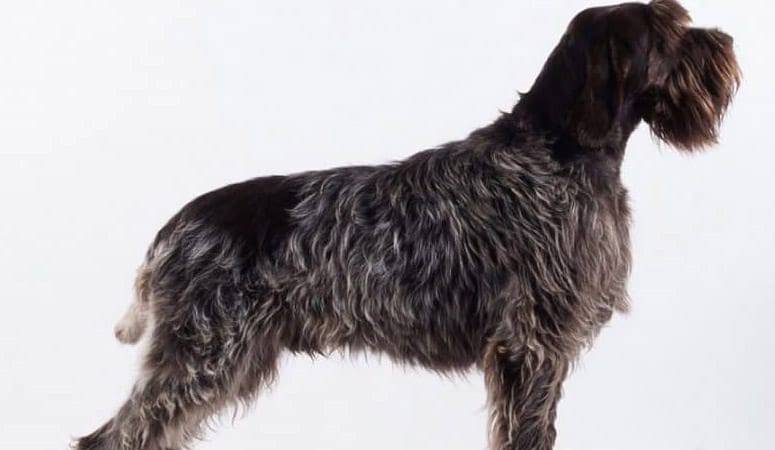 Wirehaired Pointing Griffon