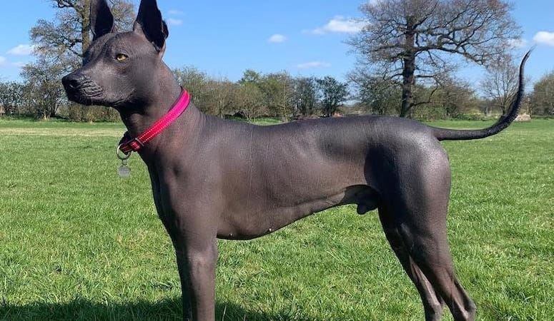 Xoloitzcuintli