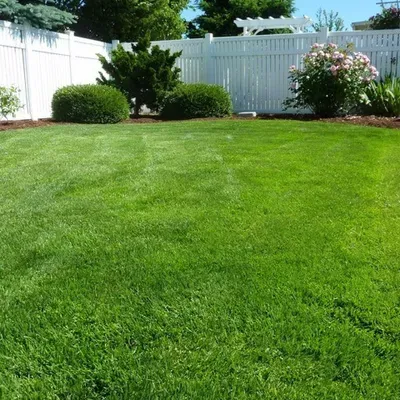 Miguel's lawn services