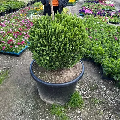 Sayadyan