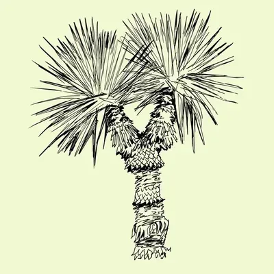 Yucca YardScapes