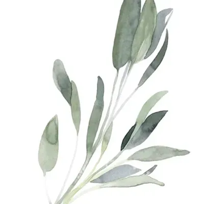 Sage & Cedar
