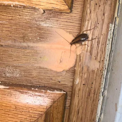 Cockroach strike