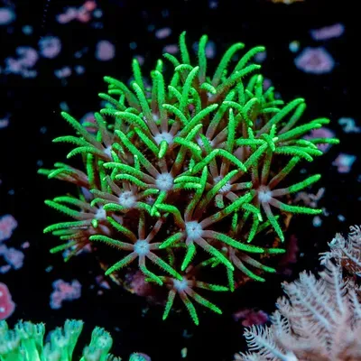 Aquarium services LA