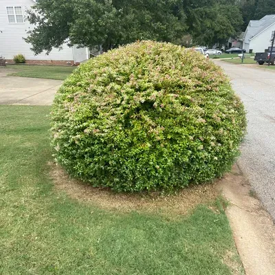 Evergreen Lawn care and Construction LLC