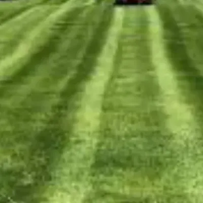 Stinger landscaping