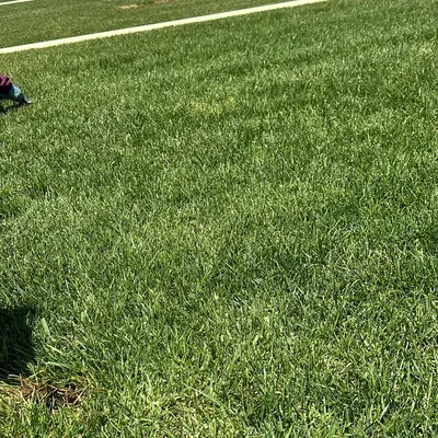 Flores lawn care