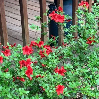 Debra’s Dreams Landscaping and Design