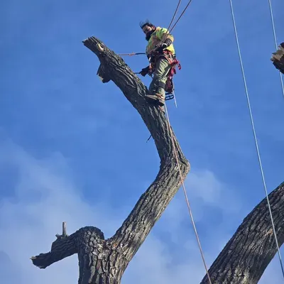 The tree guys