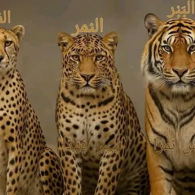 Ghada