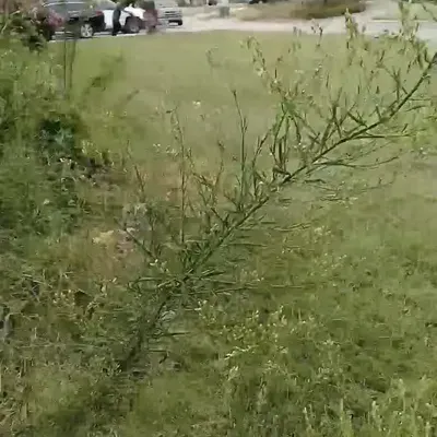 Done Right Mowing