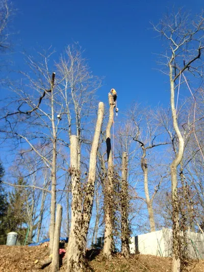 Michaud Tree & Landscaping, LLC