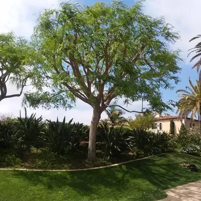 Superior Tree Service