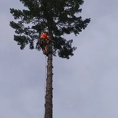 Tree Boys Total Tree Care LLC